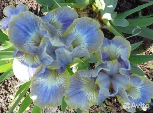 Многолетние цветы для сада