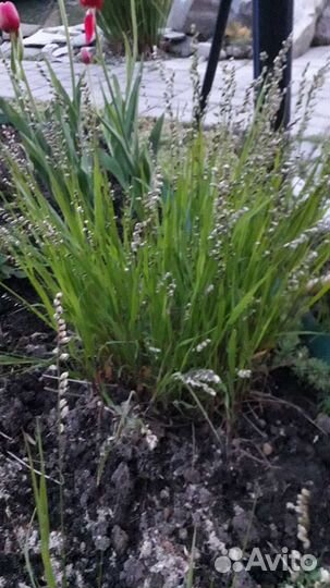 Хоста,примула,овсянник,ирис для водоема,камнеломка