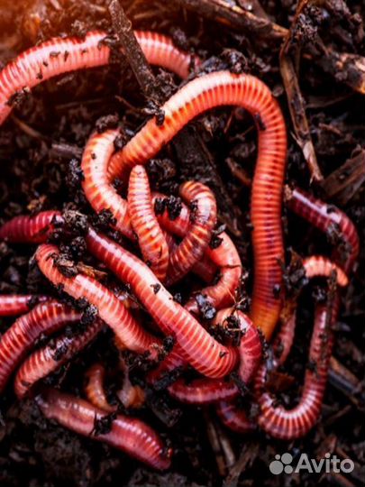 Калифорнийский червь - старатель