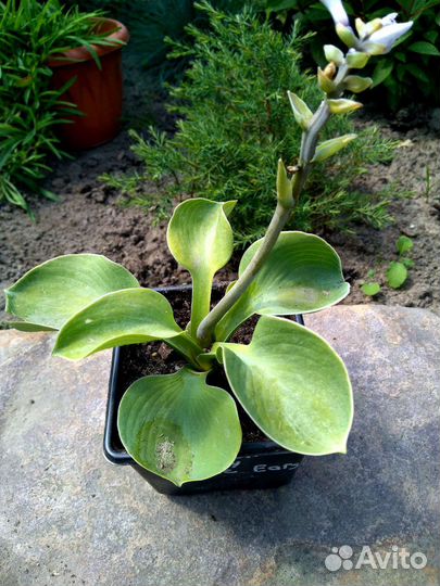 Хосты из серии 