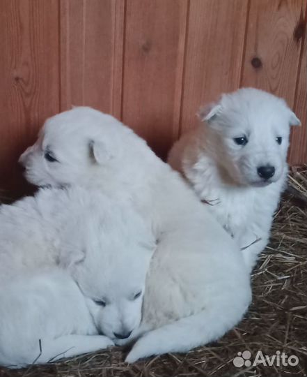 Продаются щенки белой швейцарской овчарки