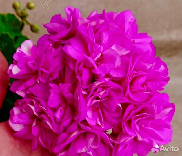 Пеларгонии