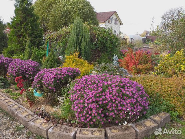 Астра осенняя (сентябрина)