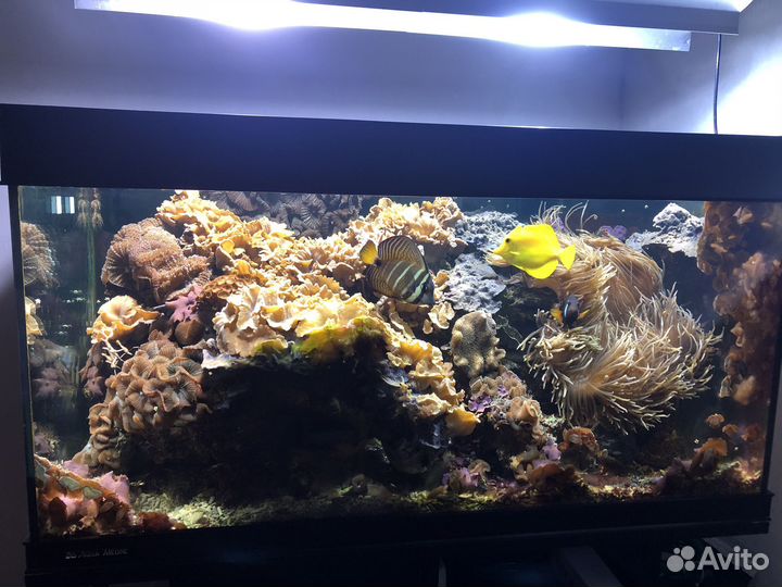 Аквариум морской с тумбой Аквамедик