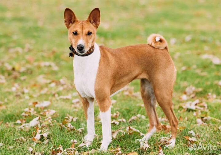 Передержка/зоогостиница животных/собак/кошек