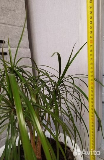 Пальма драцена