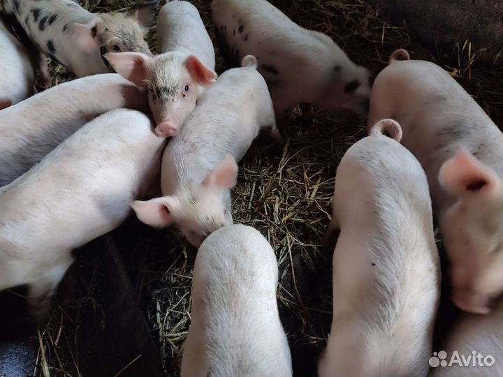 Поросята