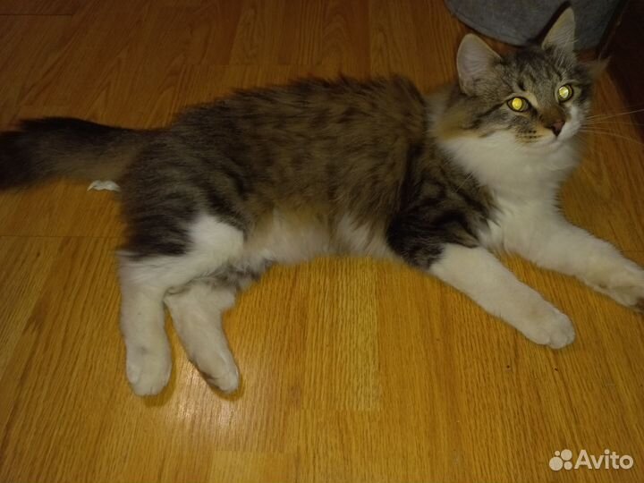 Найден котик