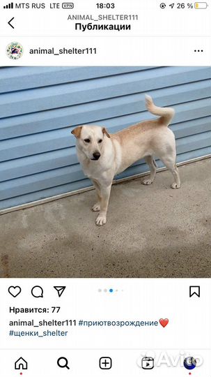 Собачули из приюта лазаревское. Доставка