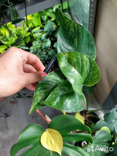 Комнатные растения