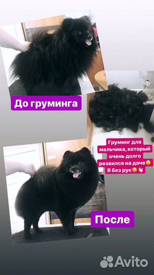 Груминг шпицев от заводчика-породника