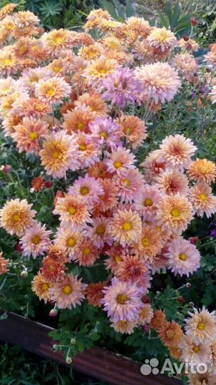 Хризантемы и ирисы