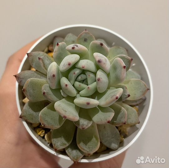 Эхеверия, седум (суккуленты)