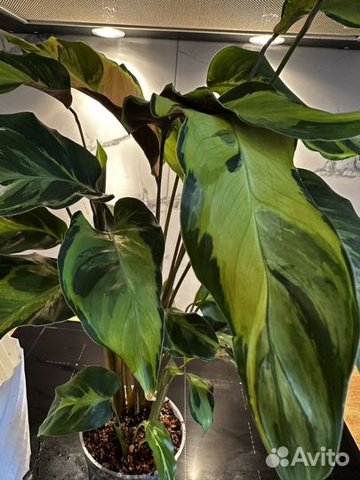 Калатея электрик шок