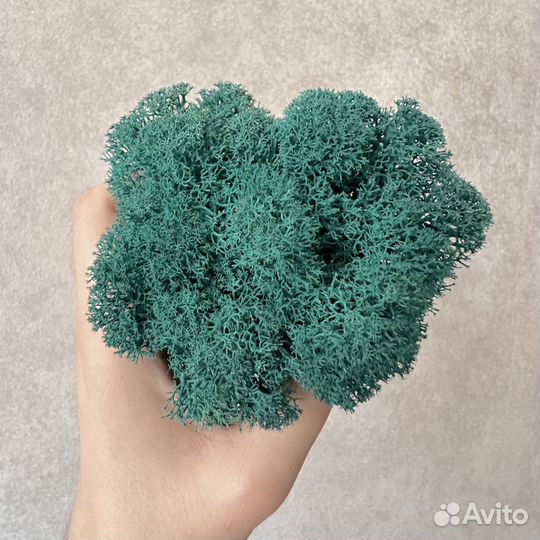 Стабилизированный Мох, Бирюзовый