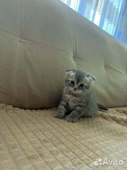 Шотландские вислоухие котята