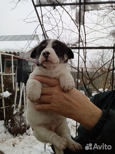 Щенок мальчик дворняшка