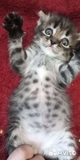 Котята в добрые руки бесплатно