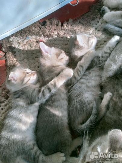 Шотландская