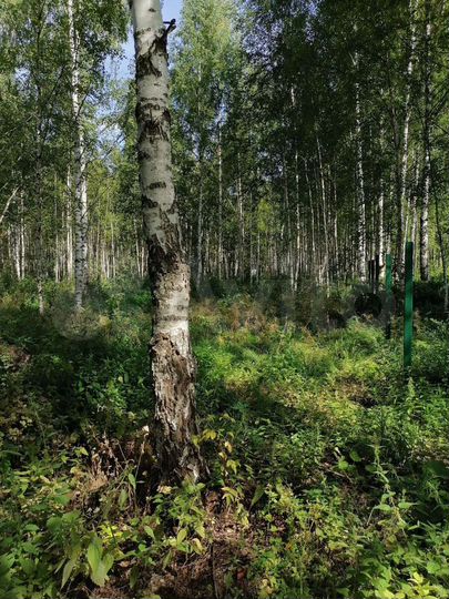 Участок 24 га (СНТ, ДНП)