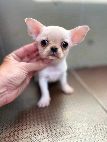 Мальчики и девочки чихуашечки