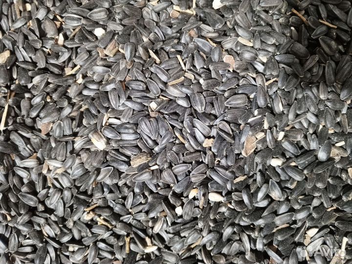 Семечки подсолнечника