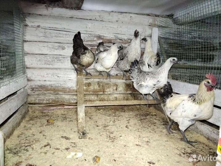 Породистые цыплята, куры, петухи 2023