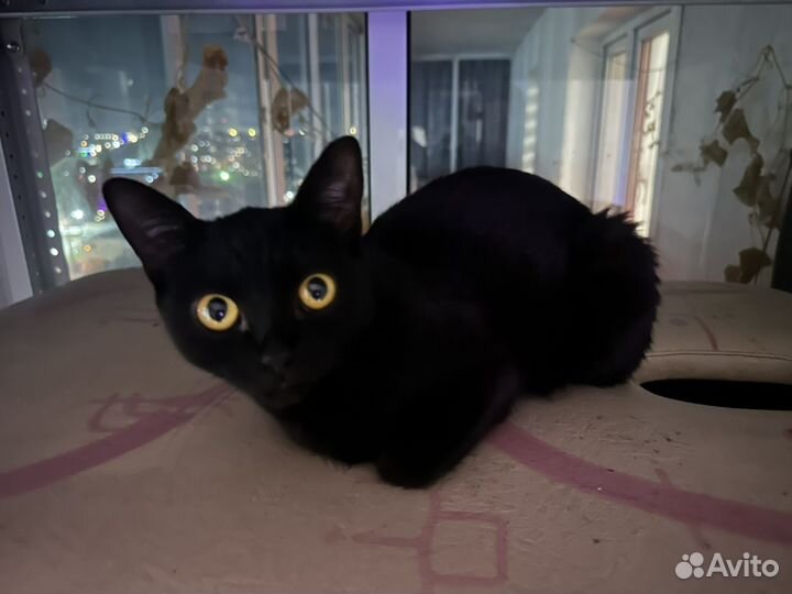 Черная кошка
