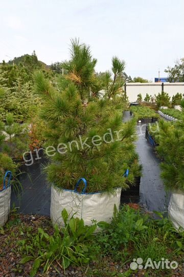 Кедр Сибирский 80-120см Премиум класс