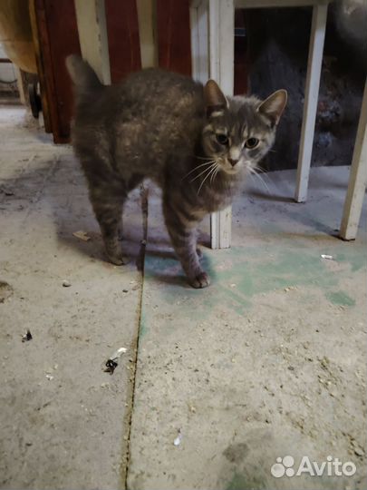 Кошка в добрые руки