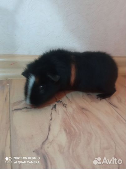 Морская свинка девочка американский Тедди