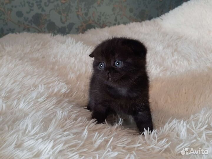 Котята шотландцы
