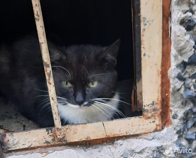 Очаровательный котик