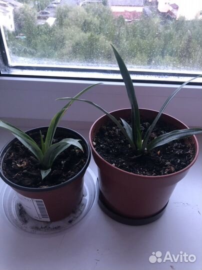 Комнатные цветы