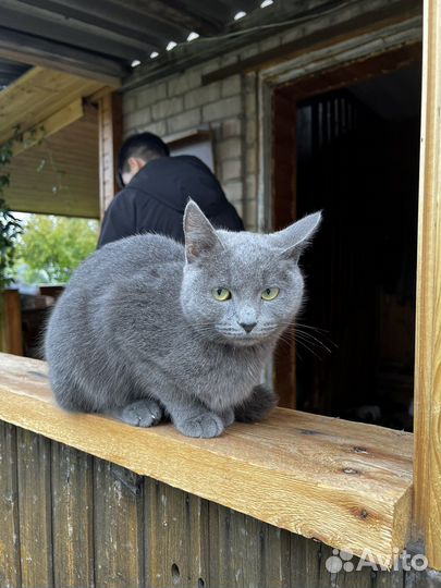 Кошечка в добрые руки SOS