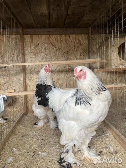 Петухи