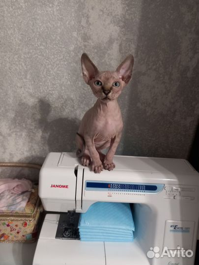 Канадский сфинкс котенок