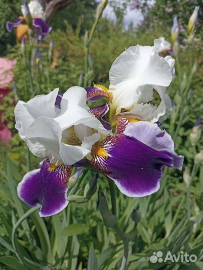 Ирисы. Лилии