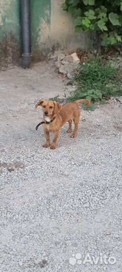 В добрые руки