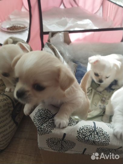 Продам щенков чихуахуа