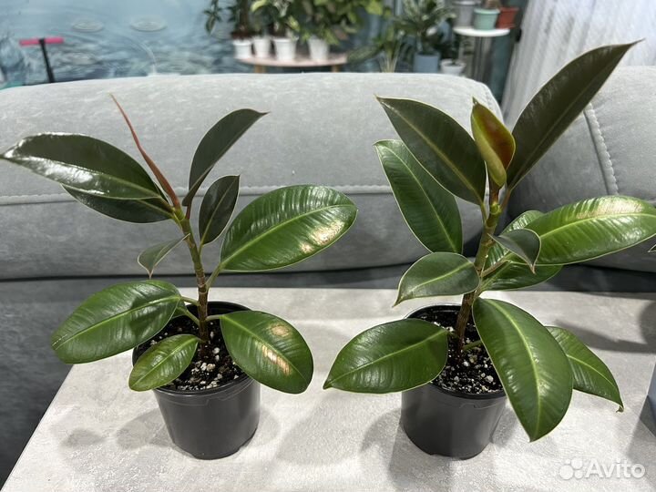 Комнатные цветы, фикус Мелани