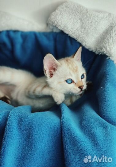 Бенгальские леопардики