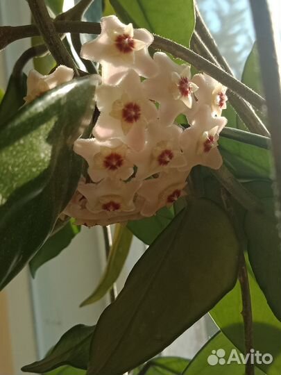 Хойя карноза