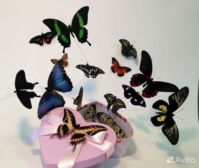 Салют из живых бабочек
