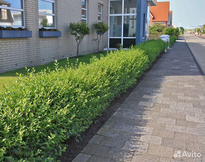 Кизильник блестящий семена гр. кг. опт