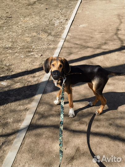 Отдам щенка охотничьей породы