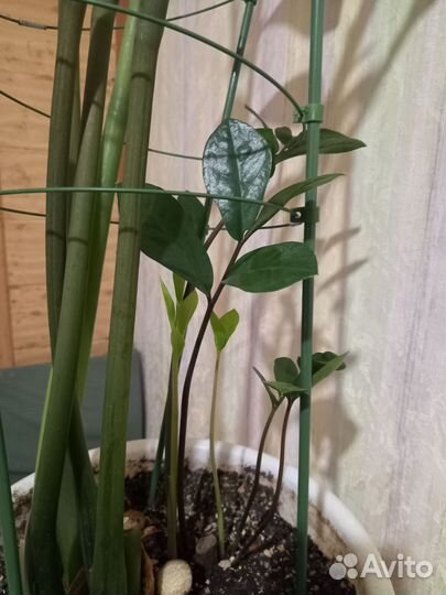 Замеакулькас