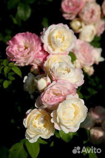 Роза флорибунда Андре Брише/Инка Марина