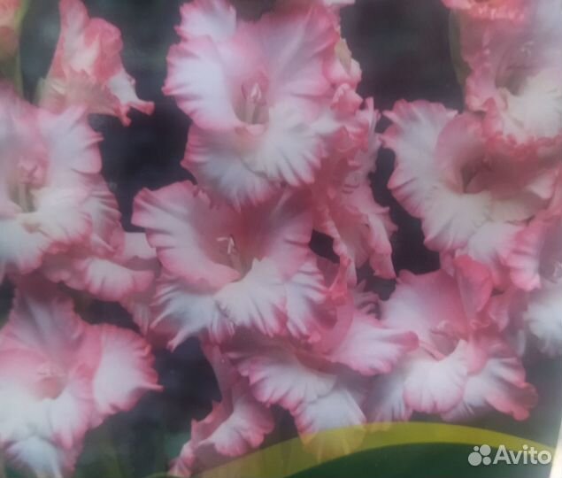 Семена цветы и луковицы