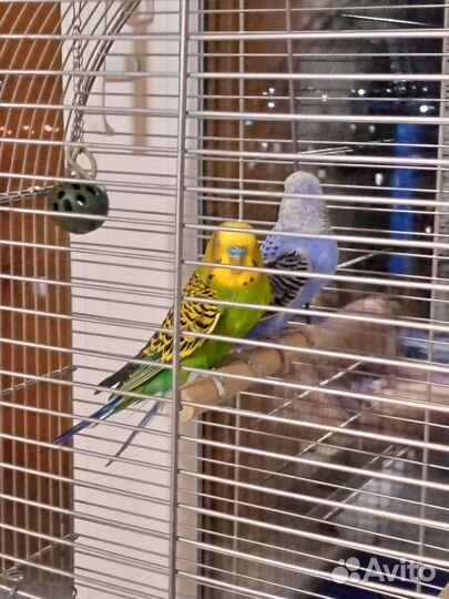 Волнистый попугай